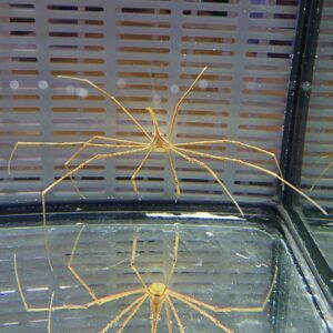 Harvestman (daddy longlegs) arachnid with long spindly legs perched on the glass of a display terrarium, its reflection visible below.