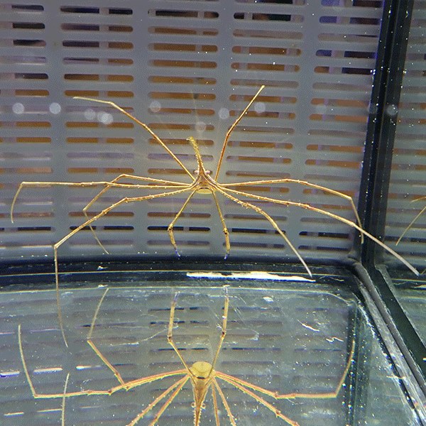 アロークラブ 甲長1-2cm± 海水魚 カニ!【15時までのご注文で当日発送】(t129