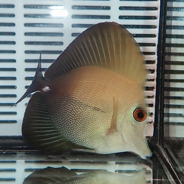 ゴマハギ 5-7cm± !海水魚 ハギ 苔取 15時までのご注文で当日発送【ハギ】(t119