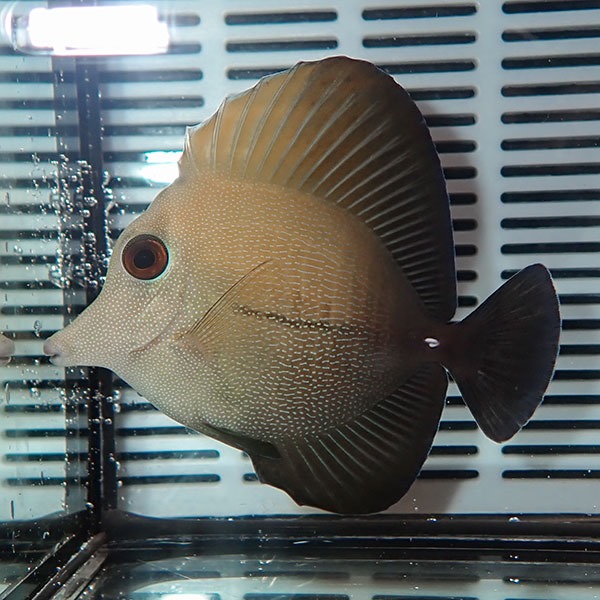 ゴマハギ 5-7cm± !海水魚 ハギ 苔取 15時までのご注文で当日発送【ハギ】(t119
