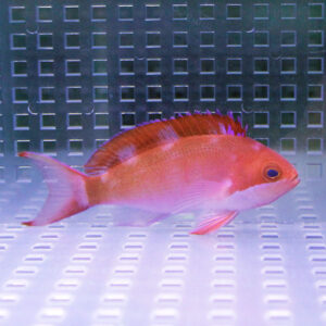 irm-000-1413948795 - AQUAGIFT 用品ショップ Red-orange fish swimming in an aquarium with a metal-grid background.
