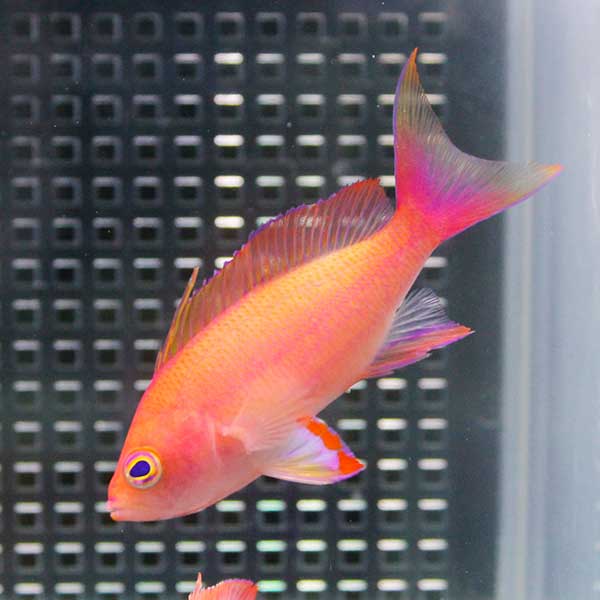 フチドリハナダイオス 【1匹】 海水魚 ハナダイ!  15時までのご注文で当日発送(t118