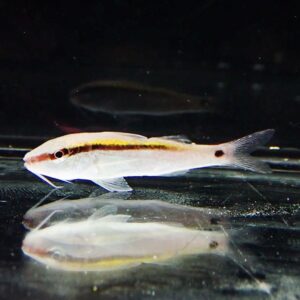 Small pale fish in a glass aquarium with a dark horizontal stripe and a black spot near the tail, plus a reflected image on the water surface.