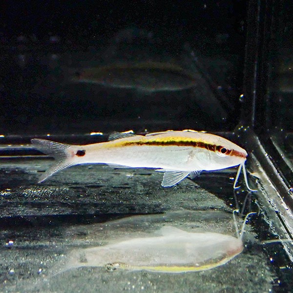 オオスジヒメジ 4cm± ! 海水魚 15時までのご注文で当日発送【ヒメジ】(t207