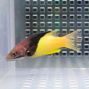 irm-000-1413949301 - AQUAGIFT 用品ショップ Yellow-bodied aquarium fish with a brown head swimming in a clear tank toward the left edge of the image, with a perforated panel in the background.