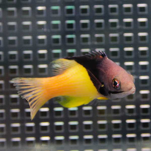 ケサガケベラ 7-9cm±!海水魚 ベラ 餌付け15時までのご注文で当日発送(t122
