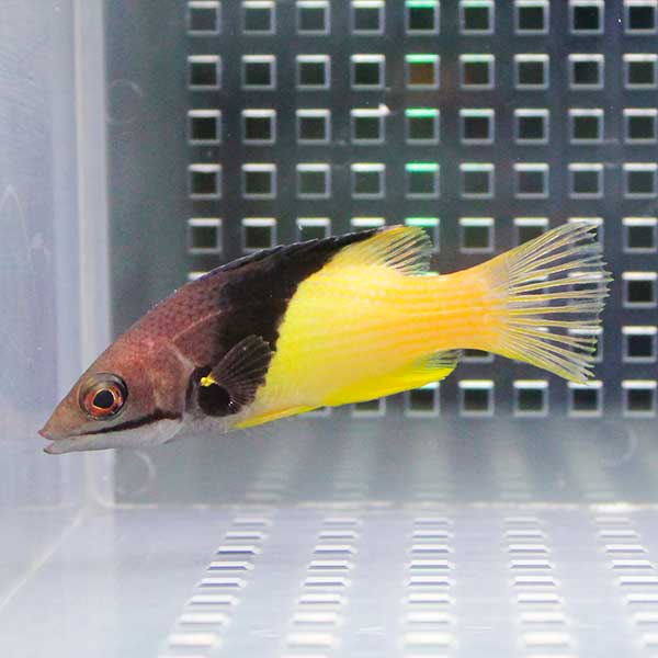 ケサガケベラ 7-9cm±!海水魚 ベラ 餌付け15時までのご注文で当日発送(t122
