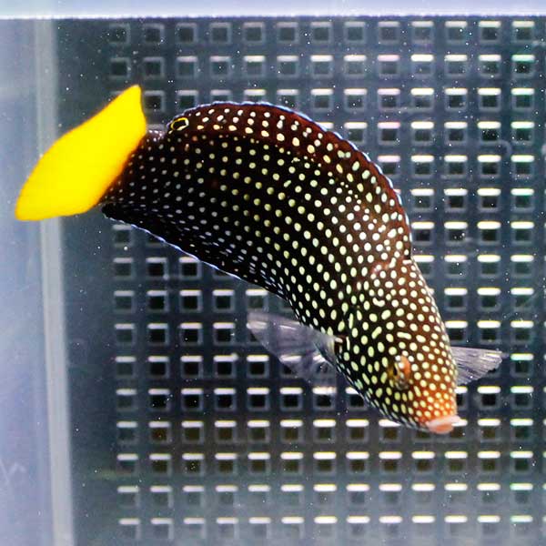 ホクトベラ 8-10cm± 海水魚 ベラ! 15時までのご注文で当日発送(t122