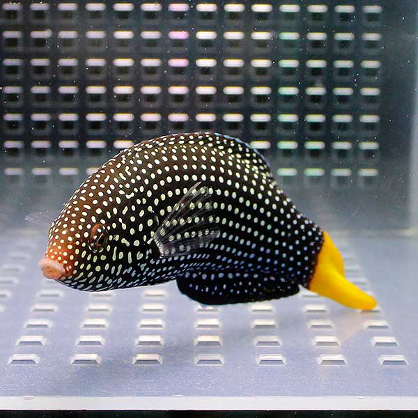 ホクトベラ 8-10cm± 海水魚 ベラ! 15時までのご注文で当日発送(t122