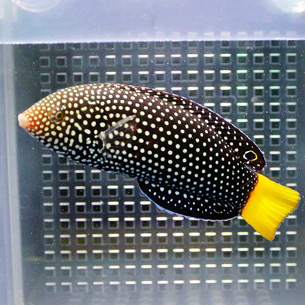 ホクトベラ 8-10cm± 海水魚 ベラ! 15時までのご注文で当日発送(t122