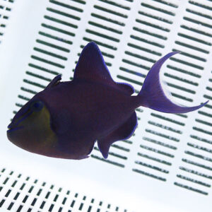 Purple tropical fish swimming in an aquarium with a slotted white background/grate behind it.