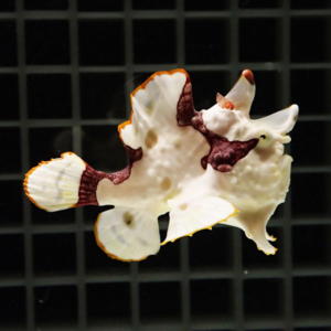 White, irregular shell fragment with orange edges resting on a dark grid background.