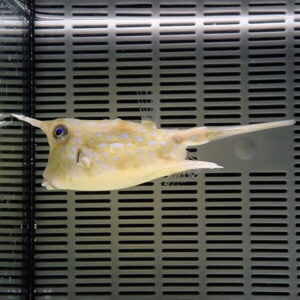 Small pale yellow fish with blue spots swimming in a grey aquarium with slotted back panel, side view.