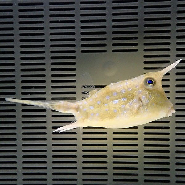 コンゴウフグ big 10-12cm±!海水魚 フグ 15時までのご注文で当日発送(t123(t207