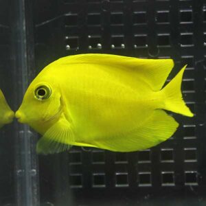 Bright yellow tang swimming near the glass wall of an aquarium, facing left.