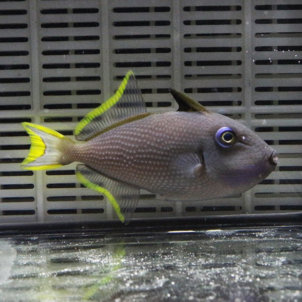 ホシモンガラ オス（1匹） 10-12cm±!  海水魚 モンガラ 餌付け15時までのご注文で当日発送(t119