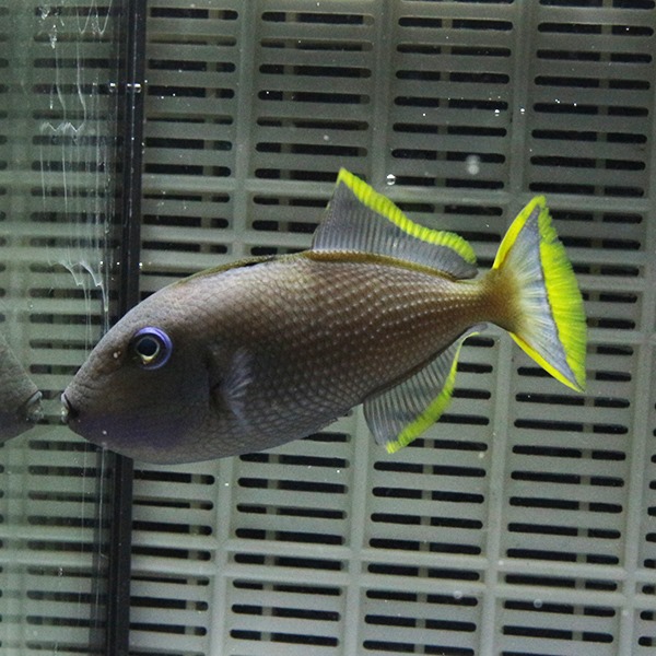 ホシモンガラ オス（1匹） 10-12cm±!  海水魚 モンガラ 餌付け15時までのご注文で当日発送(t119