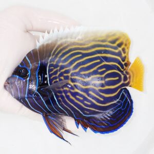 Hand holding a vivid tropical fish with blue body and yellow wavy stripes and a bright yellow tail