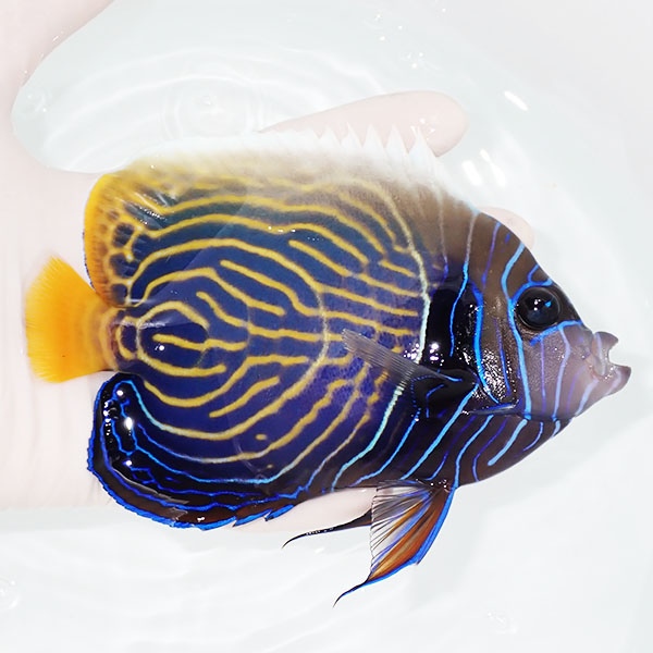【現物11】粒エサOK タテジマキンチャクダイ 15cm±!海水魚 ヤッコ  15時までのご注文で当日発送(t111(t207