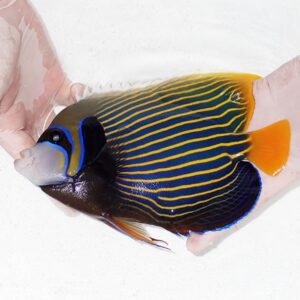 Colorful angelfish with a blue body and bright yellow horizontal stripes, orange tail, being gently held by two hands over a white background.