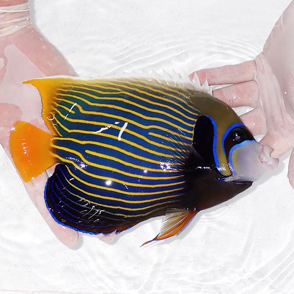 【現物8】粒エサOK タテジマキンチャクダイ 22cm±!海水魚 ヤッコ  15時までのご注文で当日発送(t111(t207