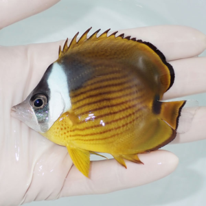 Small tropical fish with an orange-yellow body and white face held in a gloved hand.