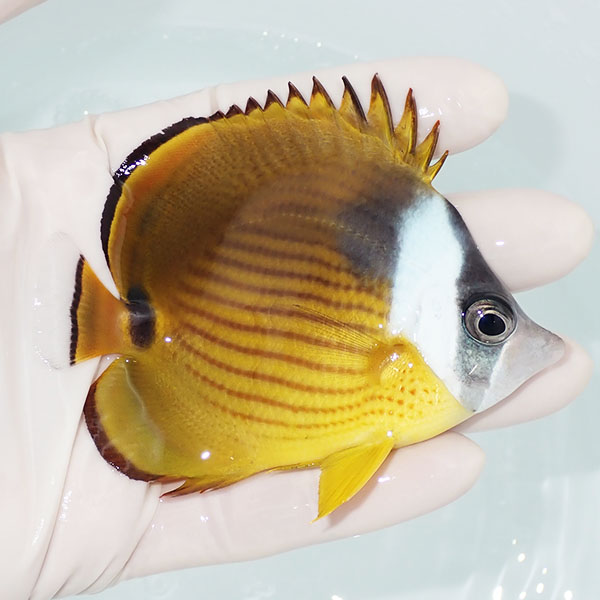 【現物】ハイブリッドバタフライ(チョウハン×ナミチョウ) 9cm±!海水魚 チョウチョウウオ 15時までのご注文で当日発送(t114(t207
