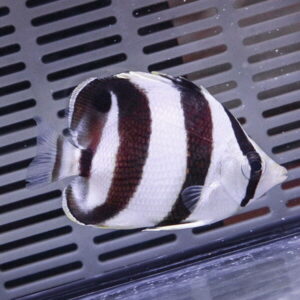 White fish with three dark brown vertical bands swimming in an aquarium near a slotted gray back panel or grate.