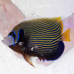 Tropical angelfish with blue stripes on a dark body and a yellow tail being held in a hand in water or a container to show color patterns.