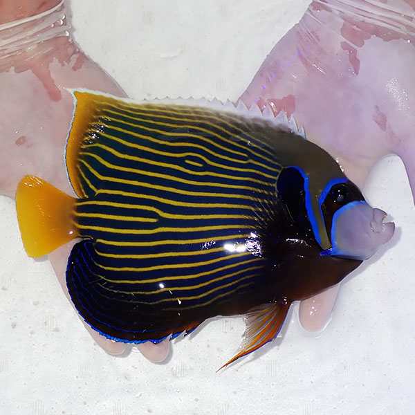 【現物4】粒エサOK タテジマキンチャクダイ 22cm±!海水魚 ヤッコ  15時までのご注文で当日発送(t111(t207