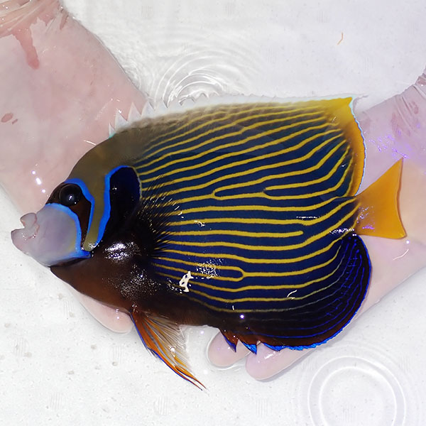 【現物4】粒エサOK タテジマキンチャクダイ 22cm±!海水魚 ヤッコ  15時までのご注文で当日発送(t111(t207