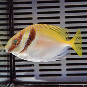 OLYMPUS DIGITAL CAMERA - AQUAGIFT 用品ショップ Colorful tropical fish with a pale body, yellow dorsal fin and tail, and orange-brown markings near the head in a tank.