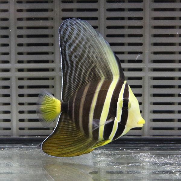 ヒレナガハギ 7-9cm±! 海水魚 ハギ 苔取15時までのご注文で当日発送(t119