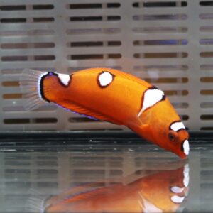 irm-000-1414480769 - AQUAGIFT 用品ショップ Orange clownfish with white bands swimming near the tank glass, its reflection visible on the water surface in an aquarium setting