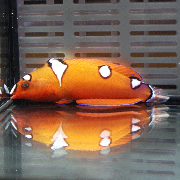 ツユベラ 幼魚 ! 海水魚 ベラ 15時までのご注文で当日発送(t122
