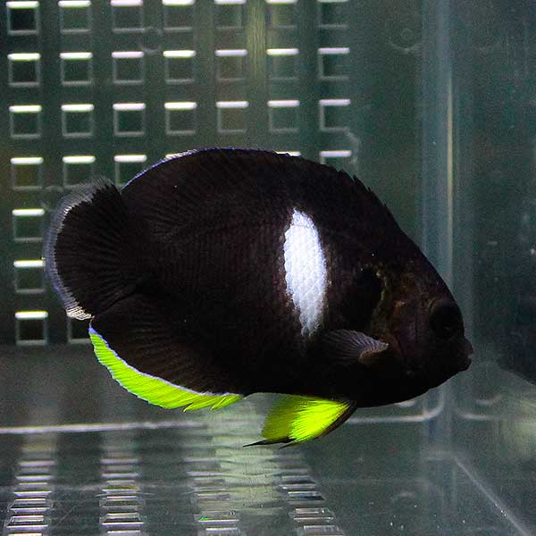 アブラヤッコ 6-8cm± !海水魚 ヤッコ 15時までのご注文で当日発送(t111