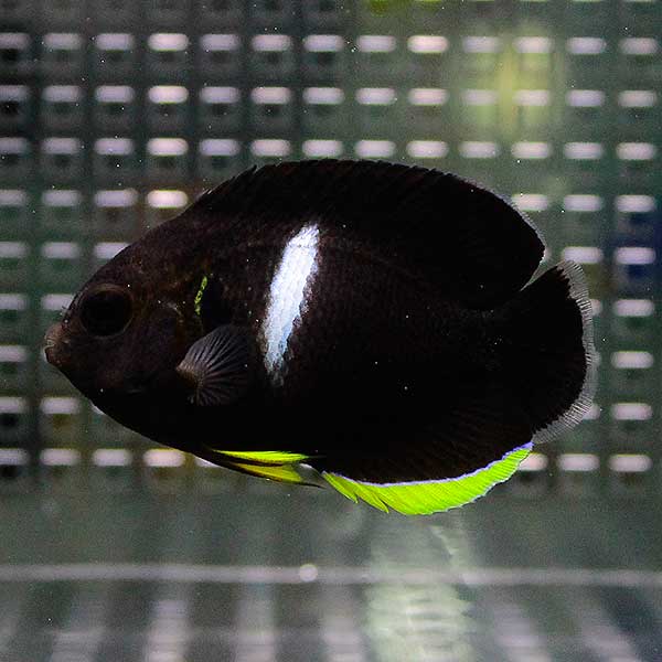 アブラヤッコ 6-8cm± !海水魚 ヤッコ 15時までのご注文で当日発送(t111