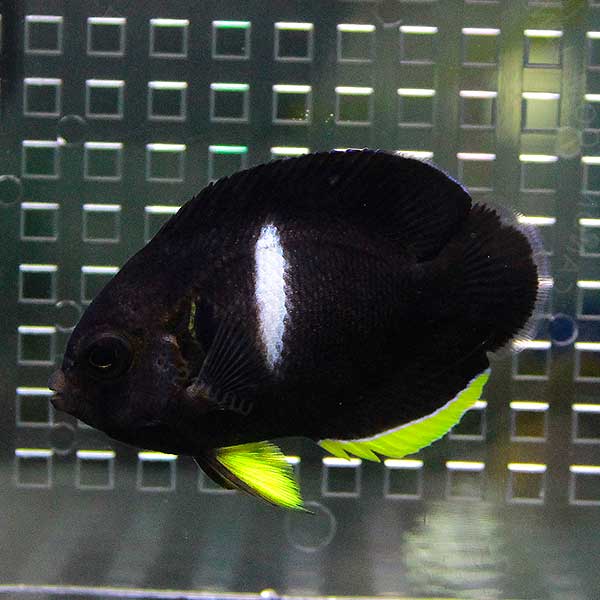 アブラヤッコ 6-8cm± !海水魚 ヤッコ 15時までのご注文で当日発送(t111