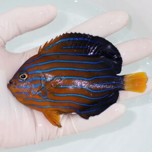Small tropical fish with vivid orange body and blue horizontal stripes, held in a gloved hand above water.