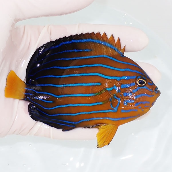 【現物3】キンチャクダイ 11cm±!海水魚 ヤッコ  15時までのご注文で当日発送(t111(t207