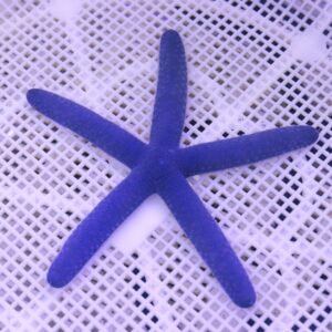 Blue starfish resting on a white plastic grid surface