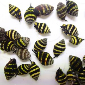 Group of small striped snails with black and yellow bands on a white background.
