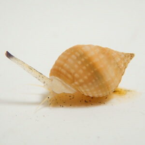 Beige and orange spiral seashell resting on a white surface with a little sand nearby.