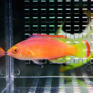irm-000-1414548616 - AQUAGIFT 用品ショップ Bright orange-pink aquarium fish with yellow-green fins swimming beside a grid-pattern tank wall.