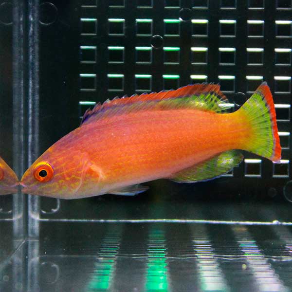 ベニヒレイトヒキベラ 5-8cm±! 海水魚 ベラ 餌付け15時までのご注文で当日発送(t122
