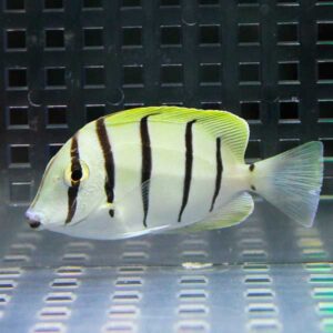 White tropical fish with bold vertical black stripes swimming in an aquarium tank with a grid backdrop.