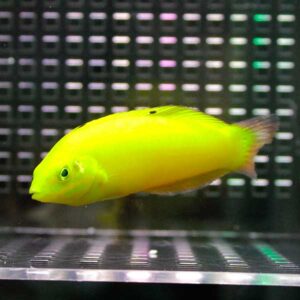 irm-000-1414560655 - AQUAGIFT 用品ショップ Bright yellow fish with a streamlined body swimming in a tank against a dark, grid-like background.