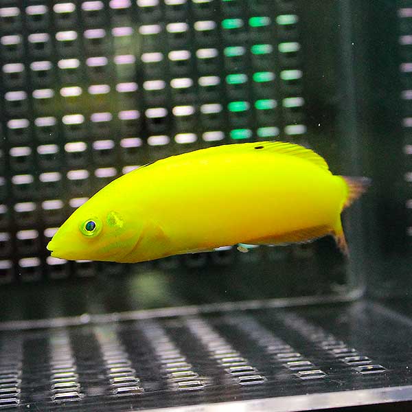 コガネキュウセン 8-10cm!海水魚 ベラ 15時までのご注文で当日発送(t122