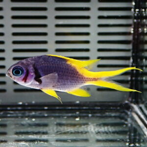 Purple tropical fish with bright yellow tail and fins swimming in an aquarium.