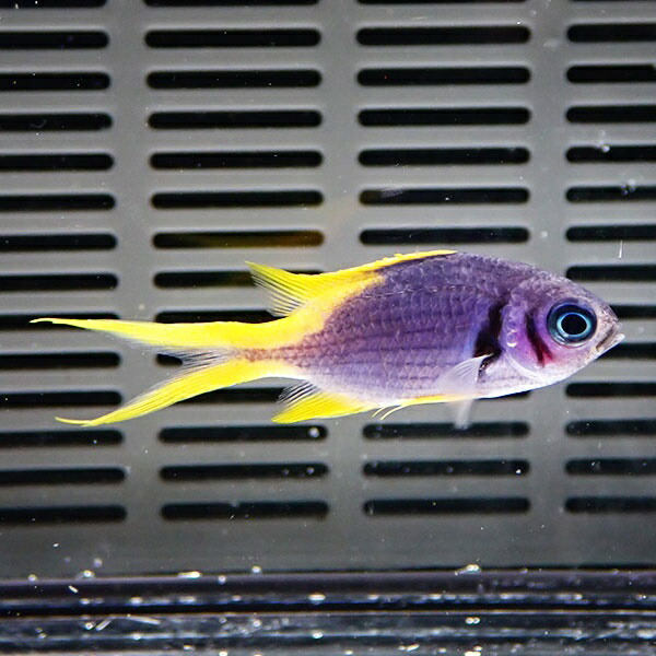 カンザシスズメダイ 5-7cm  ! 海水魚 スズメダイ 餌付け 15時までのご注文で当日発送(t117